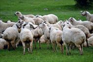 رفتارشناسی کاربردی گوسفندان